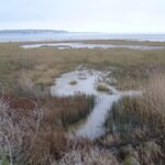 View of Pegwell Bay National Nature Reserve with salt marsh and tidal flats