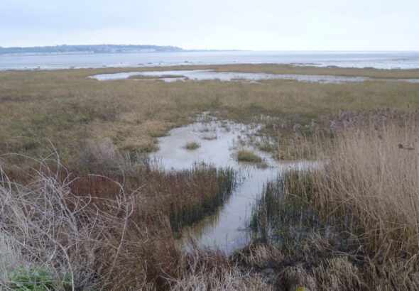 View of Pegwell Bay National Nature Reserve with salt marsh and tidal flats