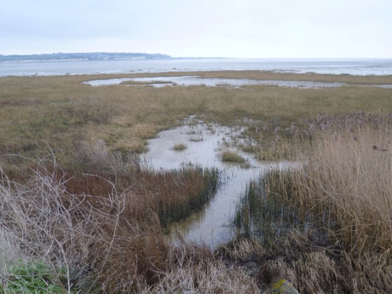 View of Pegwell Bay National Nature Reserve with salt marsh and tidal flats
